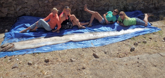 It takes 4 CIMI Instructors to make the length of an Oarfish, which grow to be 11m (36'); this particular one washed up on the shore of Catalina Island and was 18' long.